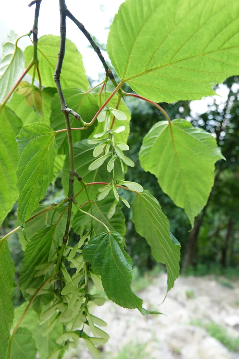 Acer davidii subsp. davidii, D. Boufford 44106--China. Yunnan. Lao jun Shan. 30 Apr 2018. DSC00424 (408).JPG