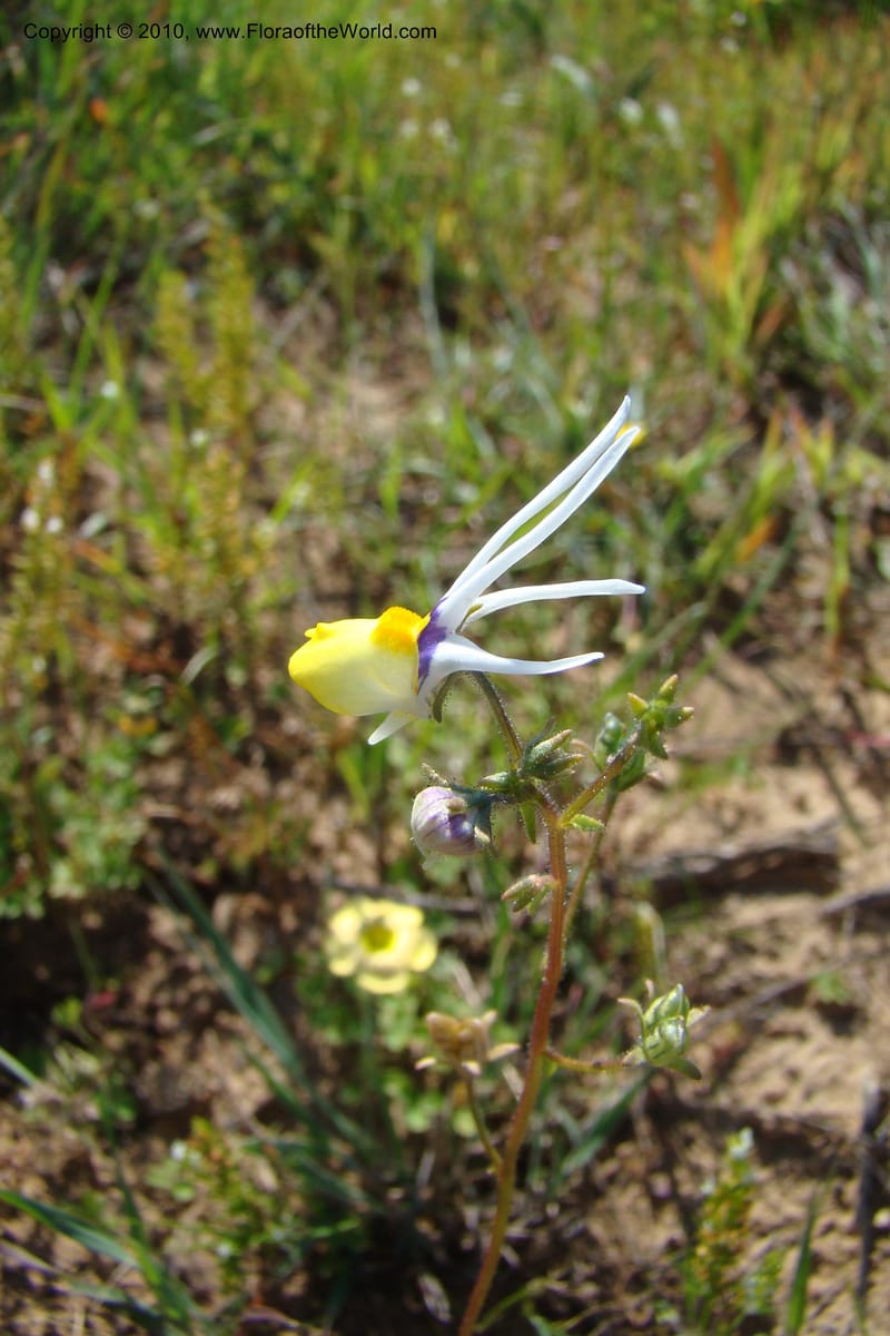 Nemesia cheiranthus, C. Davidson 11523--South Africa. Northern Cape. Papkuilsfontein. 25 Aug 09. 216.jpg