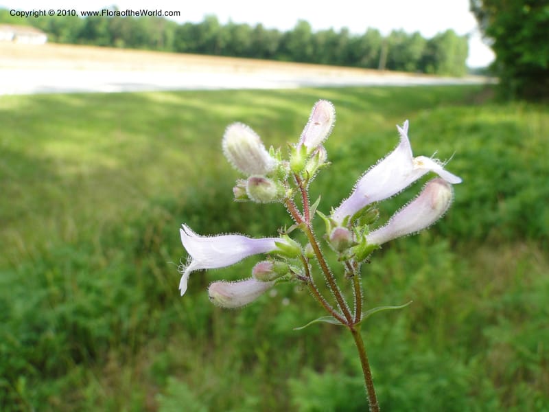 Penstemon laevigatus, Mori, S 27407, USA, North Carolina, Pender Co., Hwy 117, 3.9 miles N of Burgaw, 21 May 201 (12).JPG