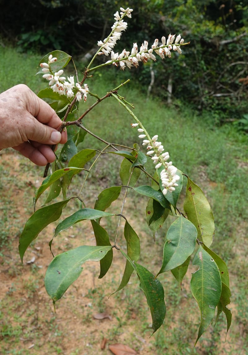 Stachyothyrsus staudtii, C. Davidson 14054--Gabon. Maboumine. 23 Oct 2019. DSC01631 (138).JPG