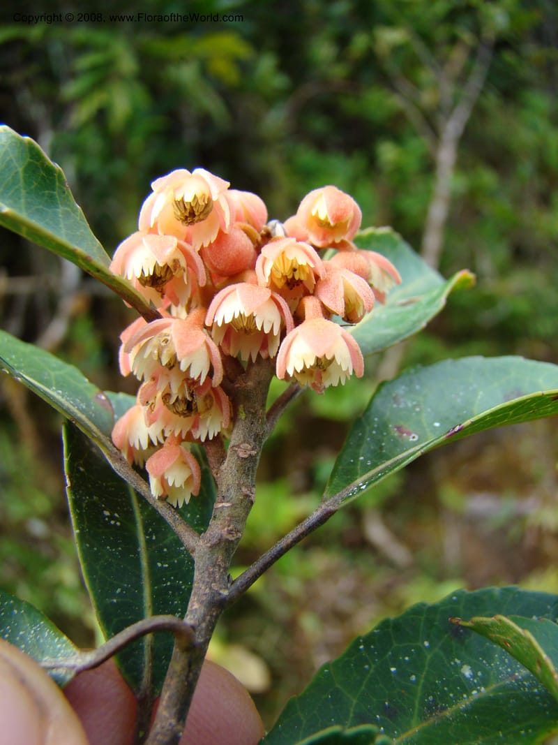 Elaeocarpus, JMunzinger4750--New Caledonia. Mandjelia. 13 Nov 07. 059.jpg