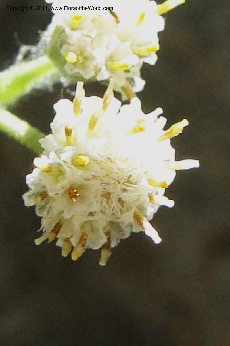 Antennaria racemosa, Davidson, C 11875--Idaho. Idaho Co. Warren Wagon Rd. 8 July 2011. 167 (19).jpg