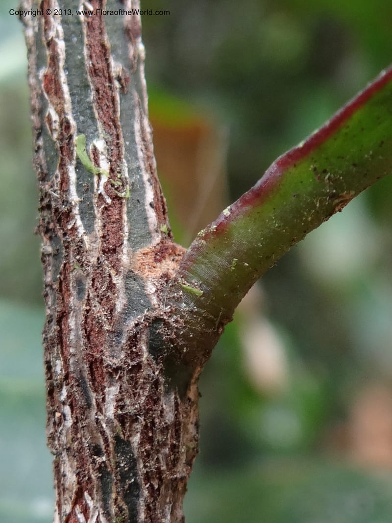 Amylotheca dictyophleba, Gray, B 9654--Australia. Queensland. Mt. Edith Rd. Tinaroo Hills. 14 Nov 2013. DSC08637 (262).JPG