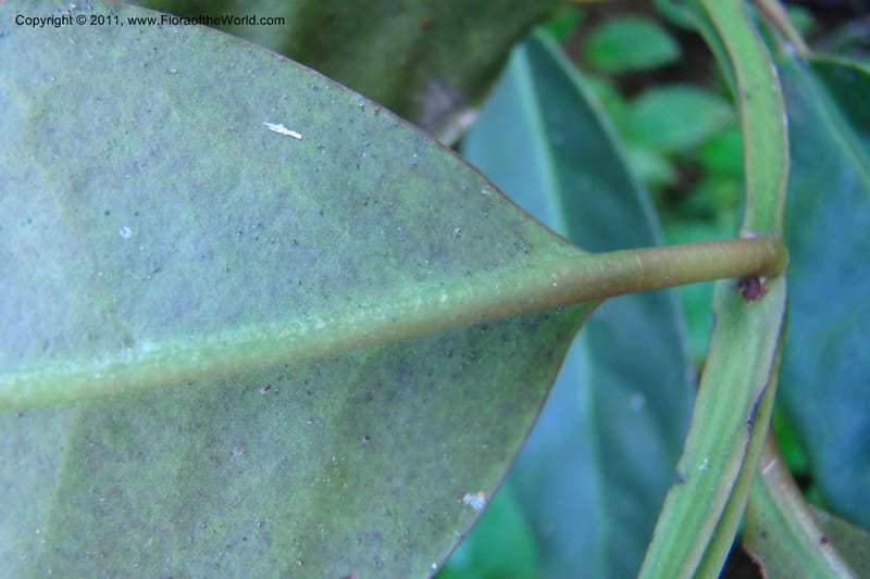 Canthium, Rogers 1214--Madagascar. Prov. Fianarantsoa. Ifanadiana. 12 Jan 09. 112 (2).jpg