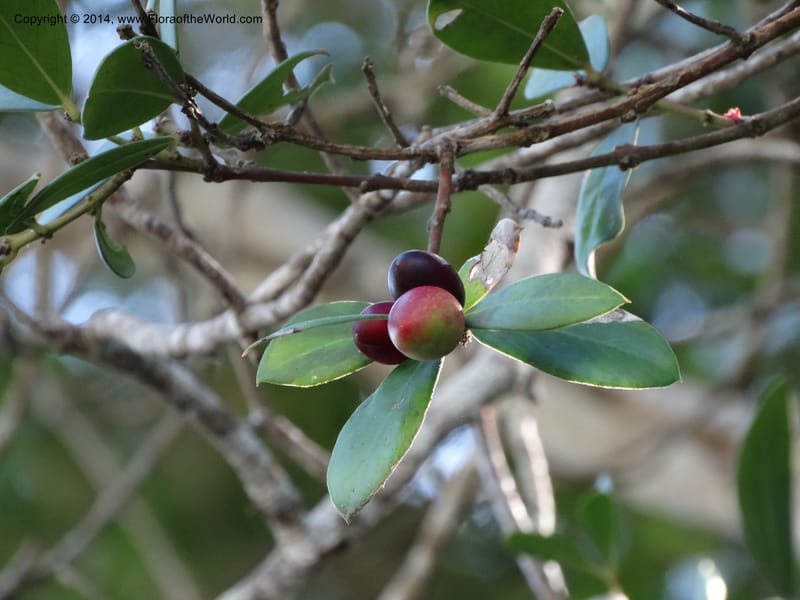 Acokanthera oppositifolia, Davidson, C 12290--South Africa. Western Cape. Karatara River. 21 Jan 2014. DSC00950 (247).JPG
