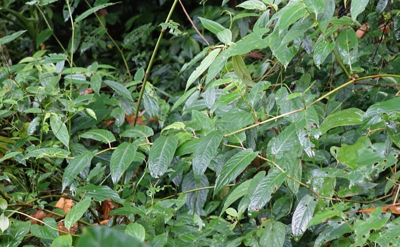 Polygonum chinense, Tseng Yu-Hsin 1336--Taiwan. Xitou Nature Education Area. Giant Tree Logging Rd. 22 May 2016. DSC03924 (75).JPG
