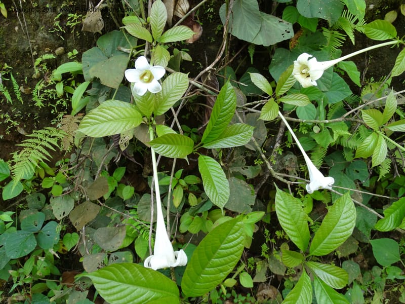 Euclinia longiflora, Davidson, C 12348--Cameroon. Ekondo Titi to Ekondo Nene. 21 Mar 2014. DSC02995 (35).JPG