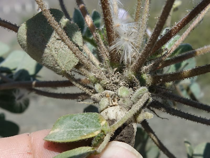 Poissonia heterantha, Fortunato 13088--Argentina. Hwy 150 W of Jachal. 5 Feb 2018. DSC08346 (57).JPG