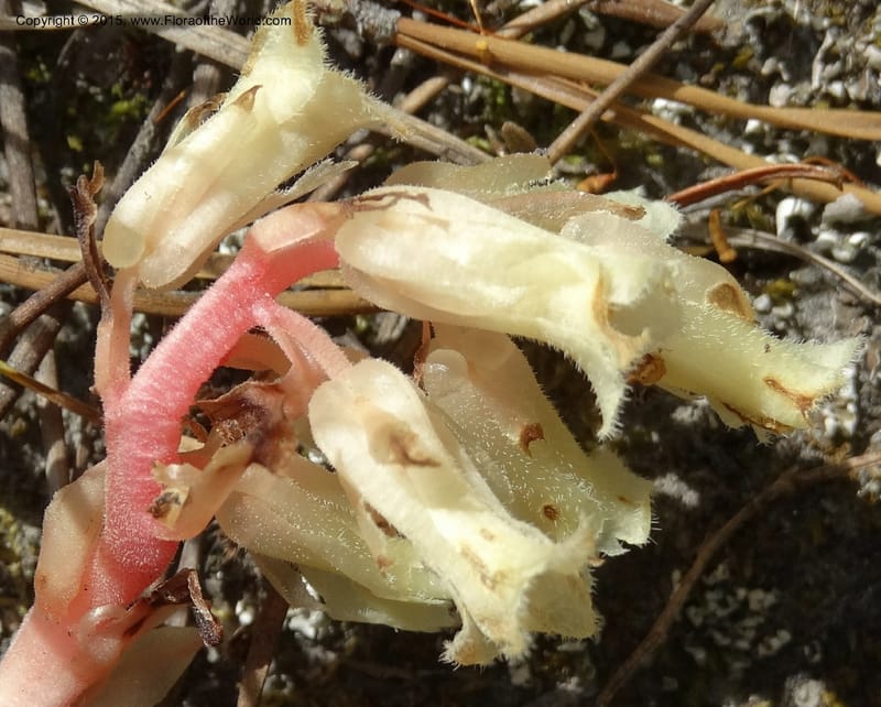 Monotropa hypopitys, Davidson, C 12626--ID. Idaho Co. S of Steamboat Summit. 5 Aug 2014. DSC00156 (164).JPG