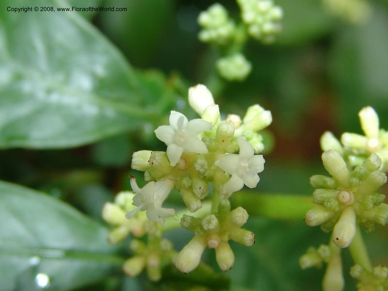 Psychotria ipecacuanha--France. Nancy. Jard. Bot. Montet. 2 May 05. 036.jpg