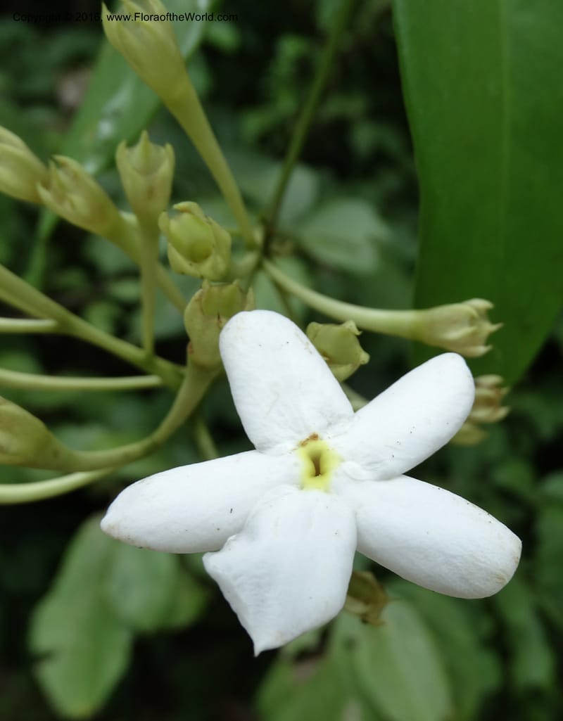 Jasminum, Davidson, C 12689--Sabah. Danum Valley RF Lodge. 5 Oct 2014. DSC02220 (276).JPG