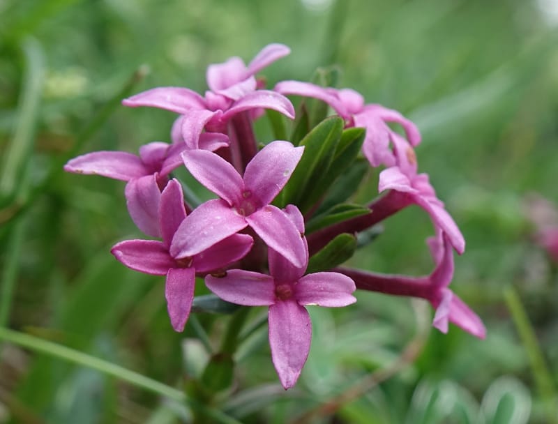 Daphne cneorum, Not coll.-- Switzerland. Col de Marchairuz. Grande Rolat Foret. 29 Jun 2016. DSC06193 (85).JPG