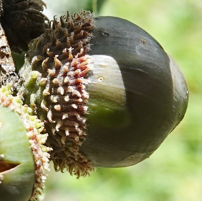 Quercus, C. Davidson 13762--China. Sichuan. Yibailingba-gou. 12 Aug 2017. DSC04660 (303).JPG