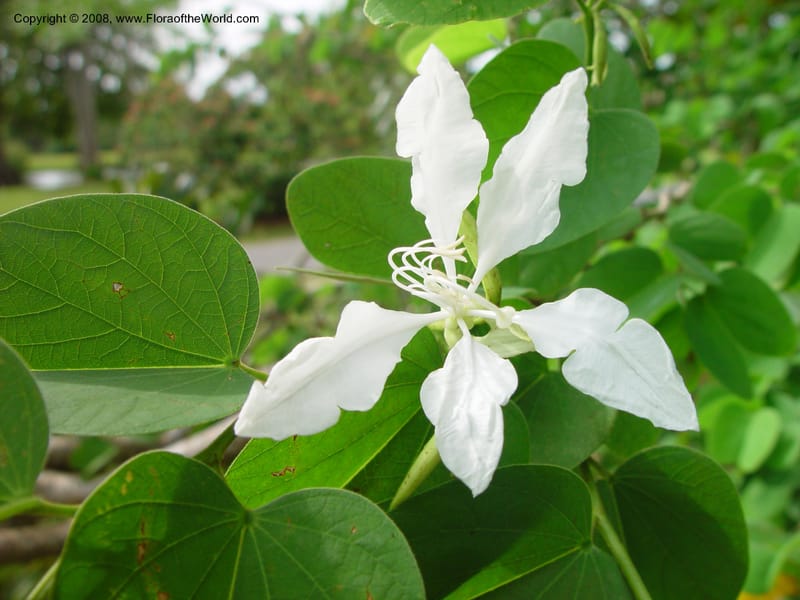 Bauhinia aculeata--FL. Fairchild Tropical Gard. 8 Apr 03. 015.jpg