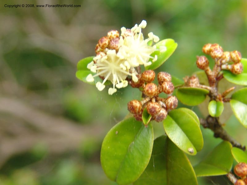 Croton pseudopulchellus--So. Africa. Durban Bot. Garden. 14 Mch 05. 163.jpg