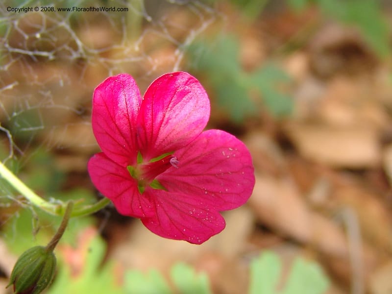 Geranium caespitosum, 79.0605--CA. UC Berkeley Bot. Garden. 31 May 07. 017.jpg