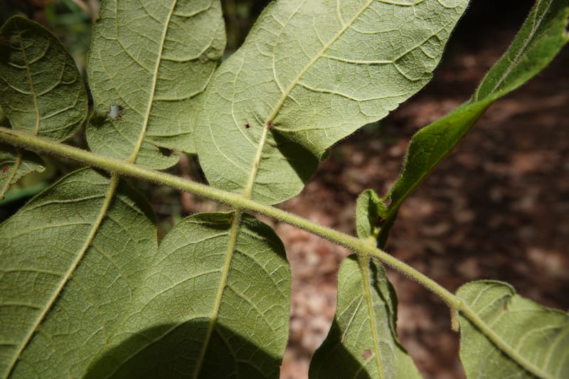 Engelhardia serrata, D. Boufford 44146--China. Yunnan. Along G213. 4 May 2018. DSC02084 (104).JPG