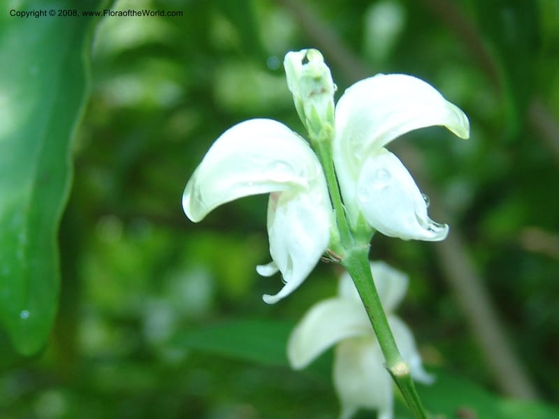Justicia aconitiflora--So. Africa. Lowveld Nat. Bot. Gard. 14 Mch 05. 129.jpg