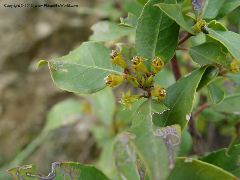 Rhamnus alaternus--Spain. Gran.Prov. 4 km S Jct. Albondon-Albunol, C333. 1 (48).jpg