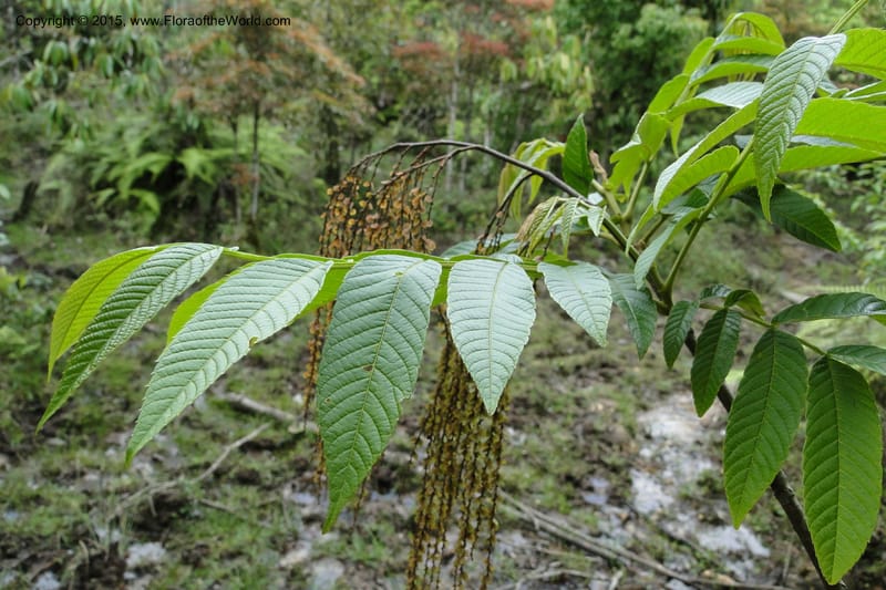 Rhoiptelea chiliantha, Regalado 1809--Viet Nam. Trail to Siu Chai Commune. 5 May 2011. 306 (15).jpg