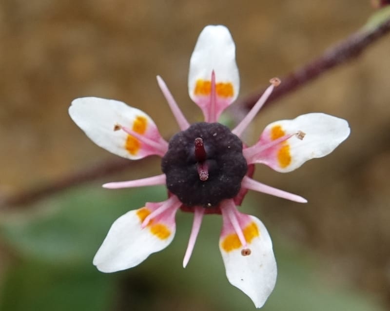 Micranthes melanocentra, C. Davidson 13795--China. Sichuan. Zhe Duo Shan. 17 Aug 2017. DSC06717 (210).JPG