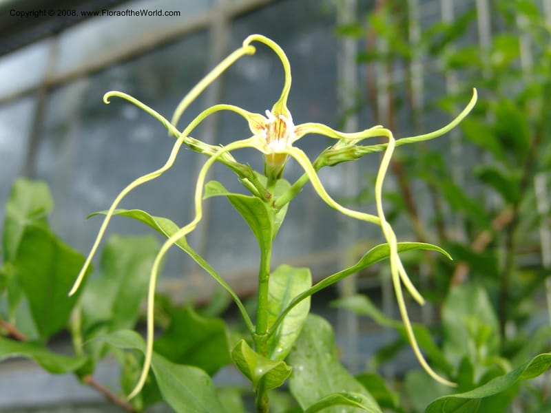 Strophanthus gratus--France. Nancy. Jard. Bot. Montet. 2 May 05. 053.jpg