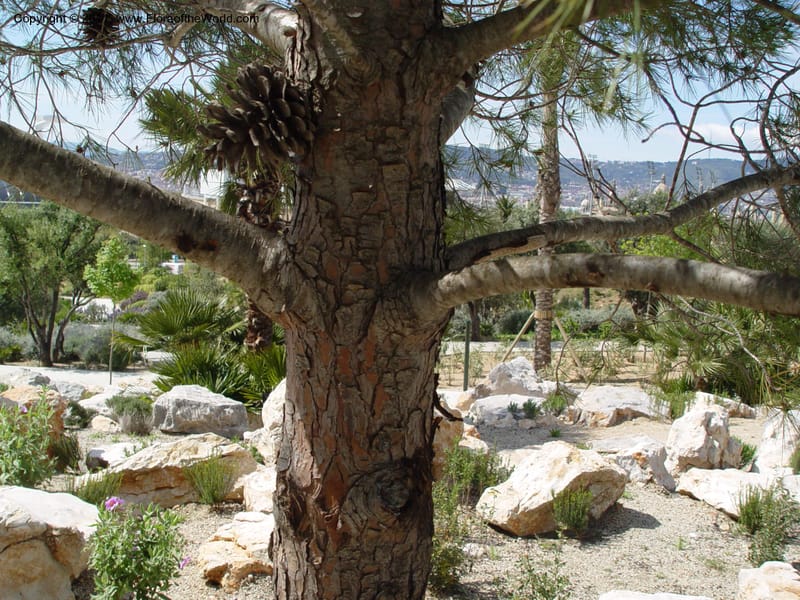 Trunk and lower branches of a pine with persistent cones