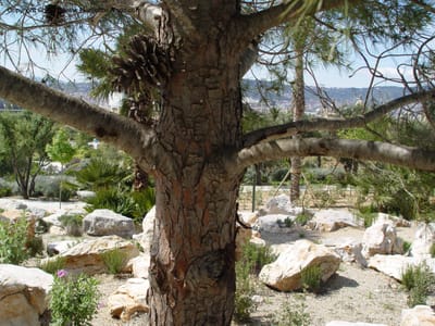 Trunk and lower branches of a pine with persistent cones