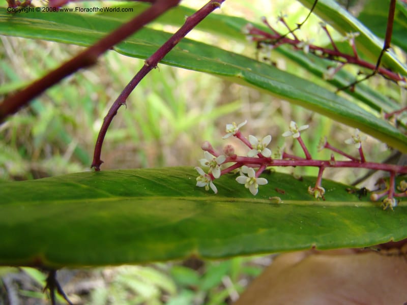 Phelline, GBarriera131107-21--New Caledonia. Mandjelia. 13 Nov 07. 240.jpg