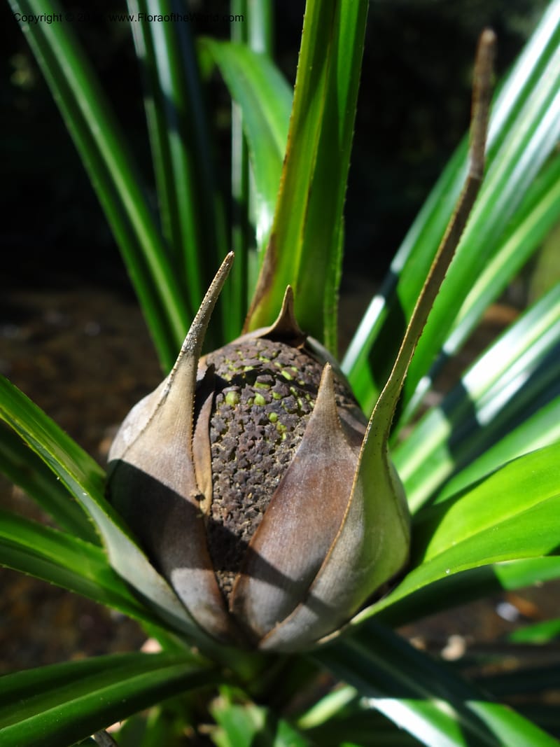Pandanus discostigma, Callmander 1033--Malaysia. Sabah. Tahan Niaga Plantation. 8 Apr 2012. DSC07609 (58).JPG