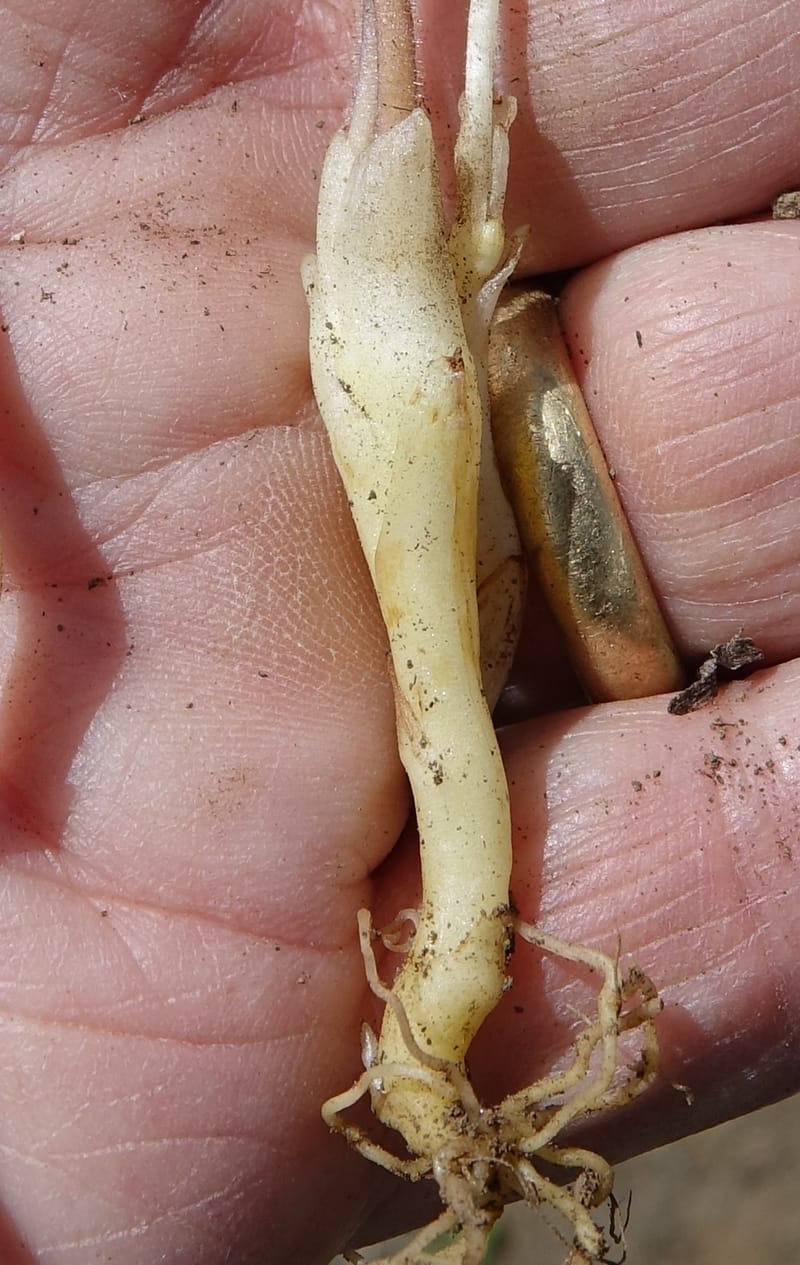 Orobanche uniflora, C. Davidson 13560, C. Davidson 13560--ID. Blaine Co. Rock Creek Preserve. TNC. 14 May 2017. DSC00477 (57).JPG