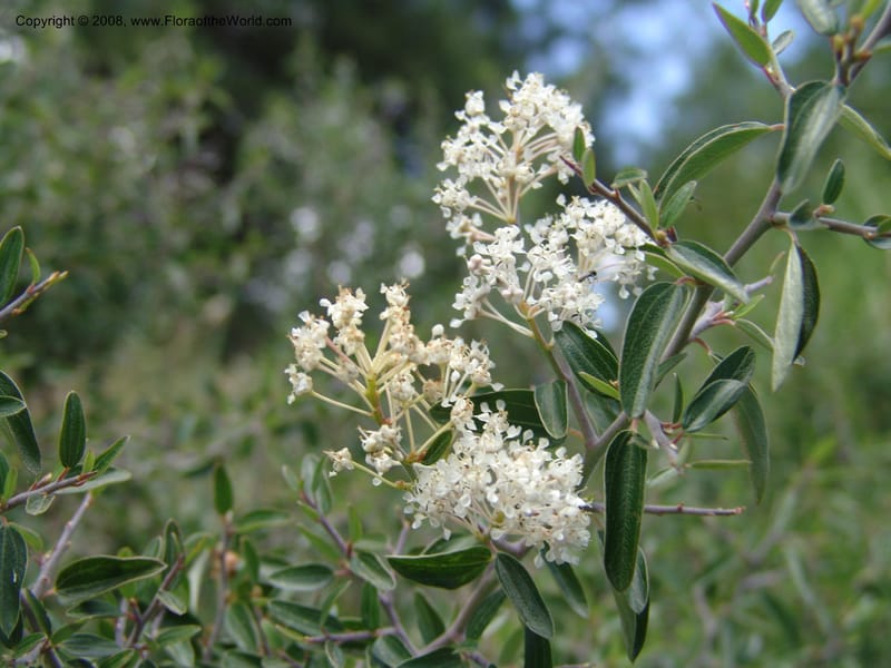 Ceanothus fendleri--AZ. Arboretum at Flagstaff. 3 Sep 04. 171.jpg