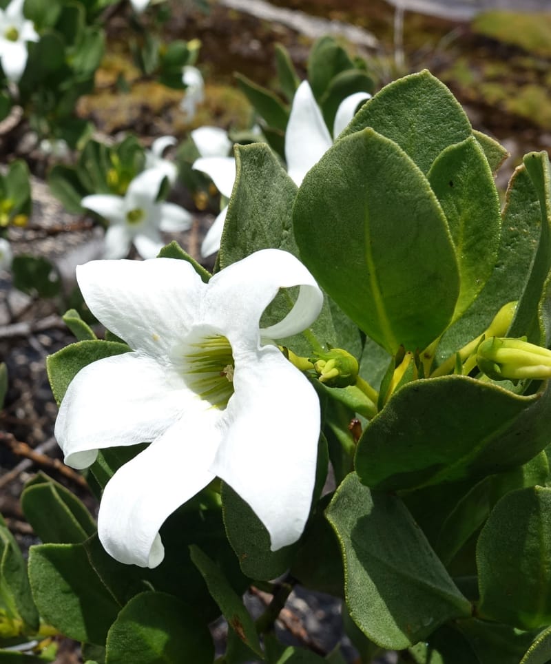Anthocercis viscosa, Davidson, C 13498--Australia. W. A. Two People's Bay Nat. Res. 29 Oct 2016. DSC06475 (69).JPG