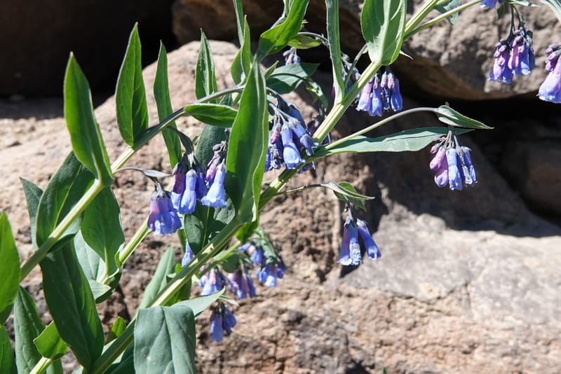 Mertensia ciliata, C. Davidson 13875--ID. Fremont Co. Sawtelle Pk. Stop 7. 30 Jul 2018. DSC08259 (9).JPG