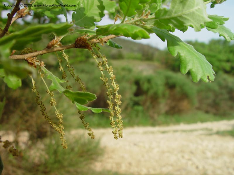 Quercus robur--Italy. Abruzzo. Hillside above Popoli. 6 May 03. 072.jpg