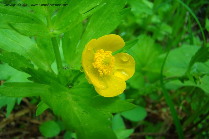 Ranunculus, C. Davidson 11402--Idaho. Adams Co. Smokey Boulder Rd. 6 June 2009. 003.jpg
