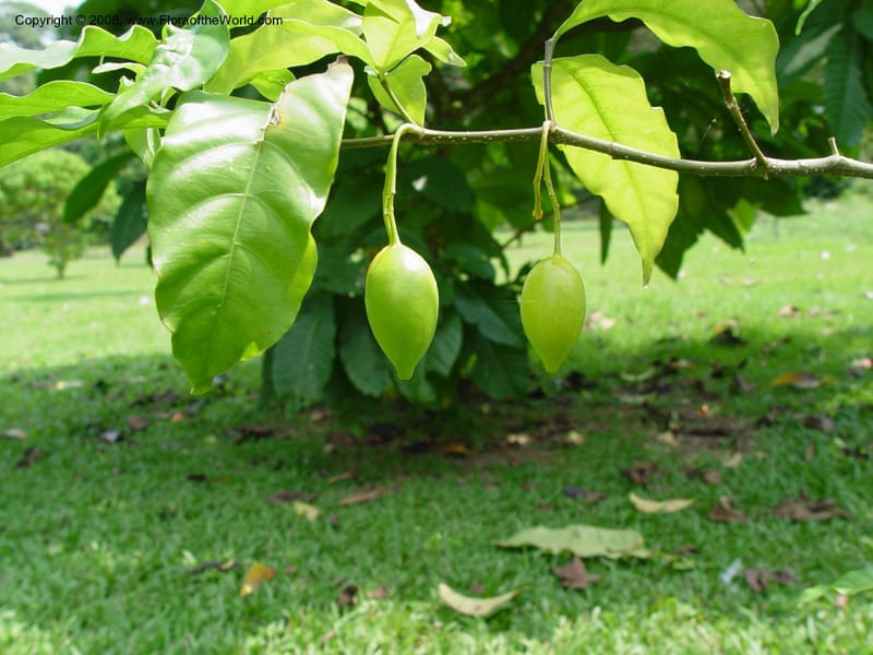 Tabernanthe iboga--Cameroon. Limbe Botanic Garden. 4 Dec 03. 167.jpg
