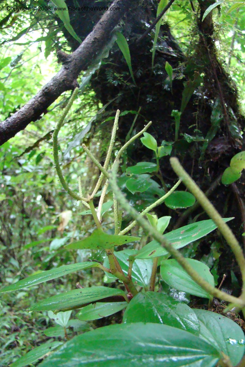 Peperomia fernandopoiana v. butaguensis, WKindeketa2972--Tanz. Rungwe Distr. Rungwe For. Res. 24 Jan 08. 071.jpg