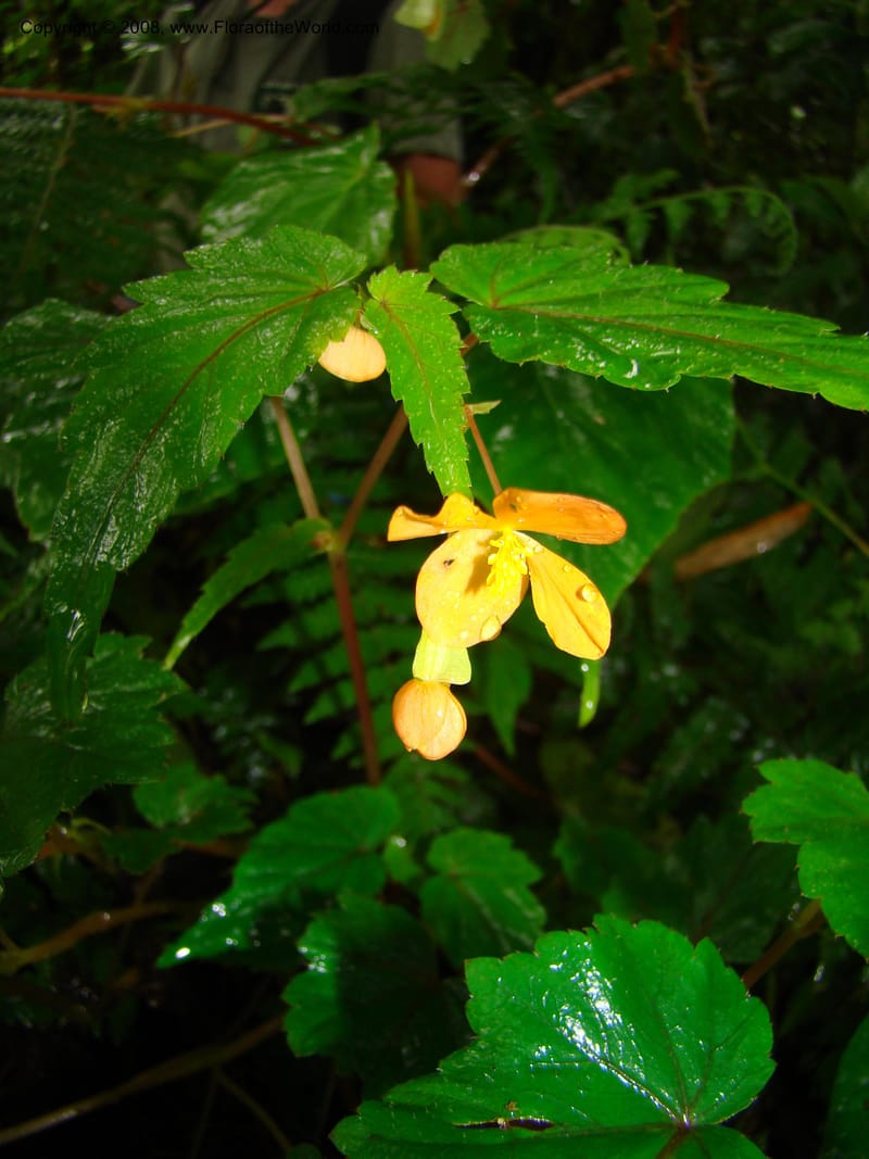 Begonia sutherlandii, RGereau7014--Tanz. Mbeya Rural Distr. Ngozi Crater. 26 Jan 08. 208.jpg