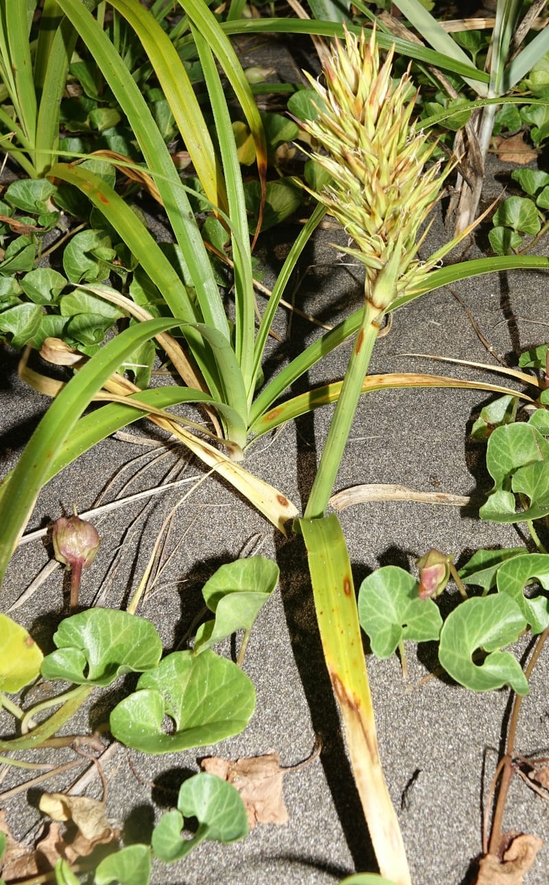 Carex macrocephala var. kobomugi--Japan. Hokkaido. Toyotomi-cho. 4 Aug 2016. DSC01106 (80).JPG