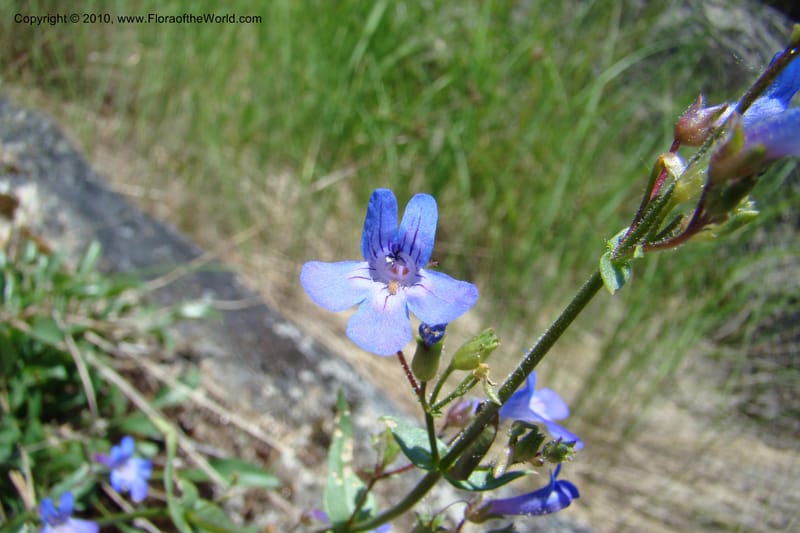 Penstemon albertinus, C. Davidson 11367--Idaho. Idaho Co. Salmon River. Polly Bemis Ranch. 27 May 2009. 185.jpg