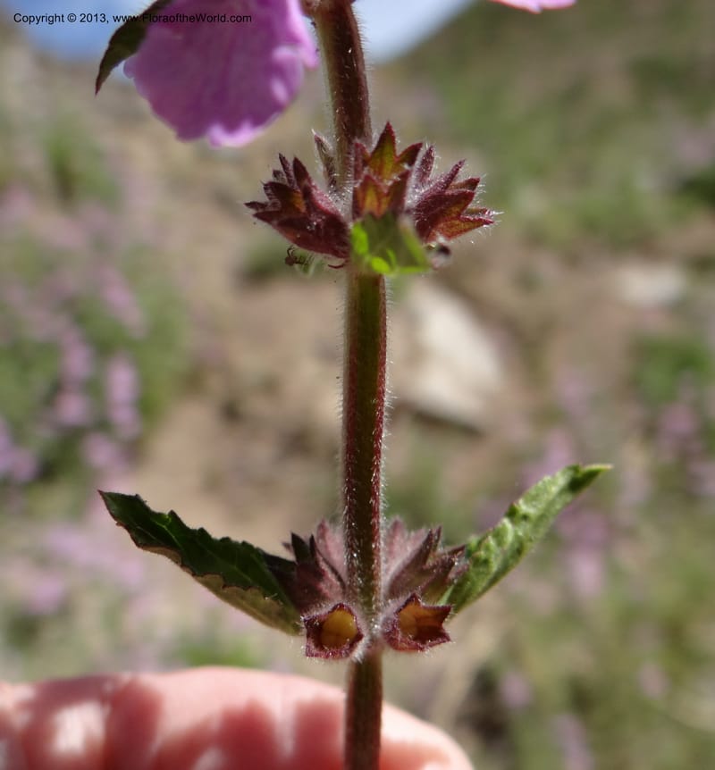 Stachys grandidentata, W. D. Stevens 34186--Chile, La Laguna Maule, 22 Feb 2013 9561 (10).JPG