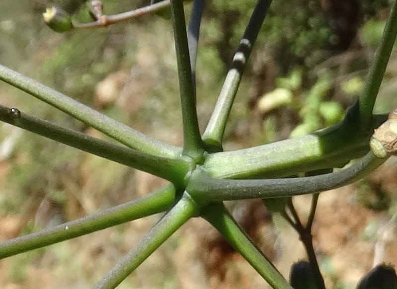 Plerandra polydactylis, Lowry, P 7420--New Caledonia. PinPin. 20 Nov 2015. DSC03938 (127).JPG