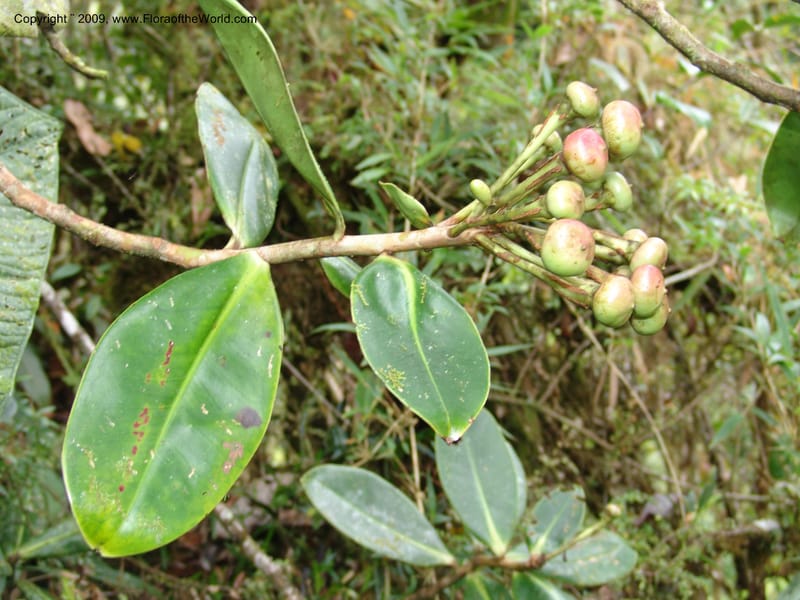 Croat94752--Ecuador. Prov. Carchi. El Chical, twd El Carmen. 17 Feb 05.  168.jpg