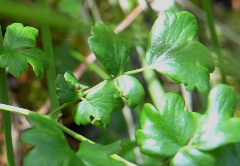 Thalictrum alpinum var. elatum, D. Boufford 44007--China. Sichuan. Xiangcheng Xian. 13 Aug 2017. DSC05341 (67).JPG