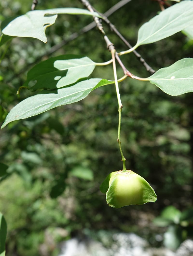 Euonymus sanguineus, D. Boufford 43991--China. Sichuan. Yibailingba-gou. 12 Aug 2017. DSC04660 (431).JPG