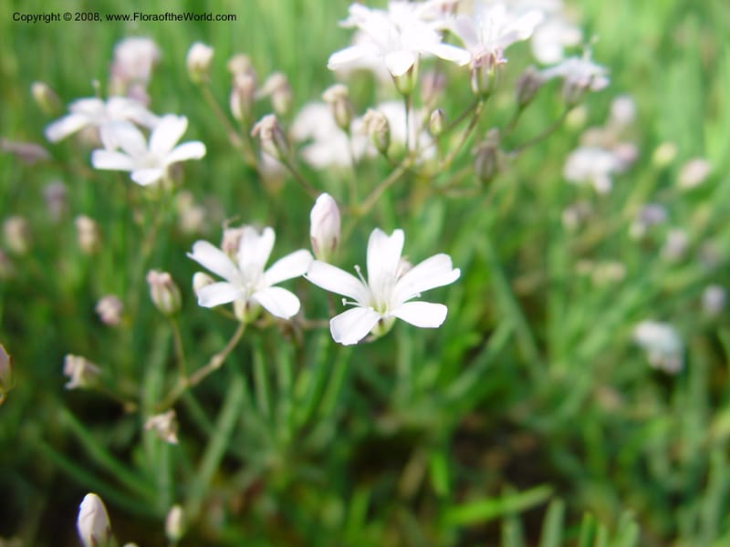 Gypsophila repens--France. Paris. Jardin des Plantes.  30 May 03. 025.jpg