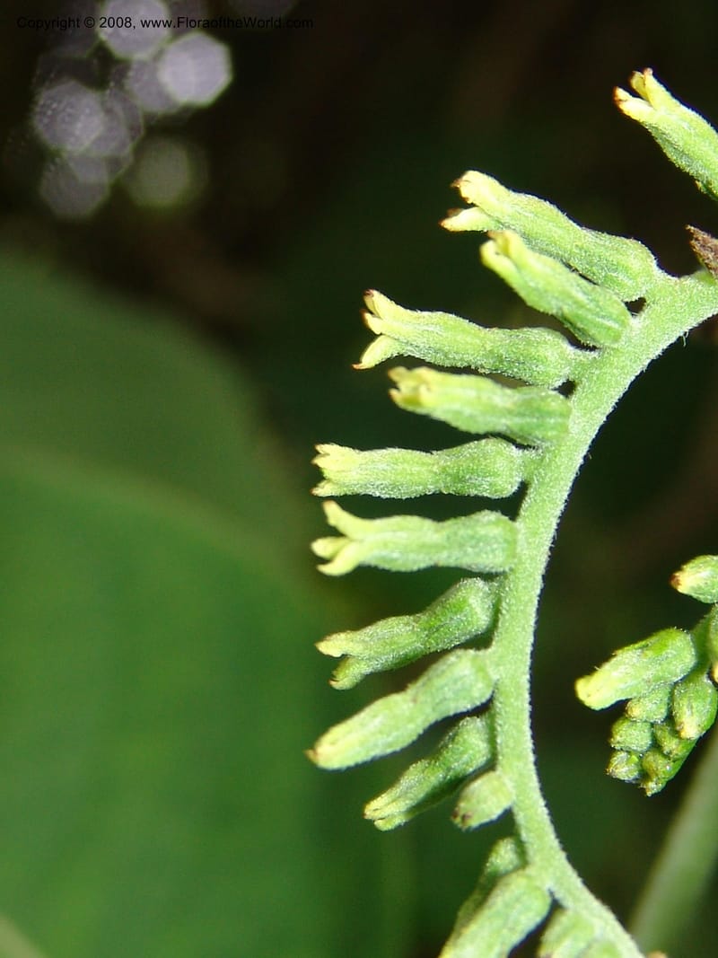 Tournefortia acutiflora--CA. San Francisco Botanical Garden (Strybing Arb.). 30 Mch 06. 150.jpg