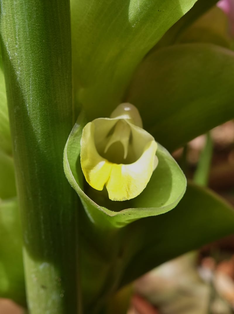 Curcuma domestica--Australia. Brisbane Bot. Gard. 15 Oct 2016. DSC02202 (23).JPG