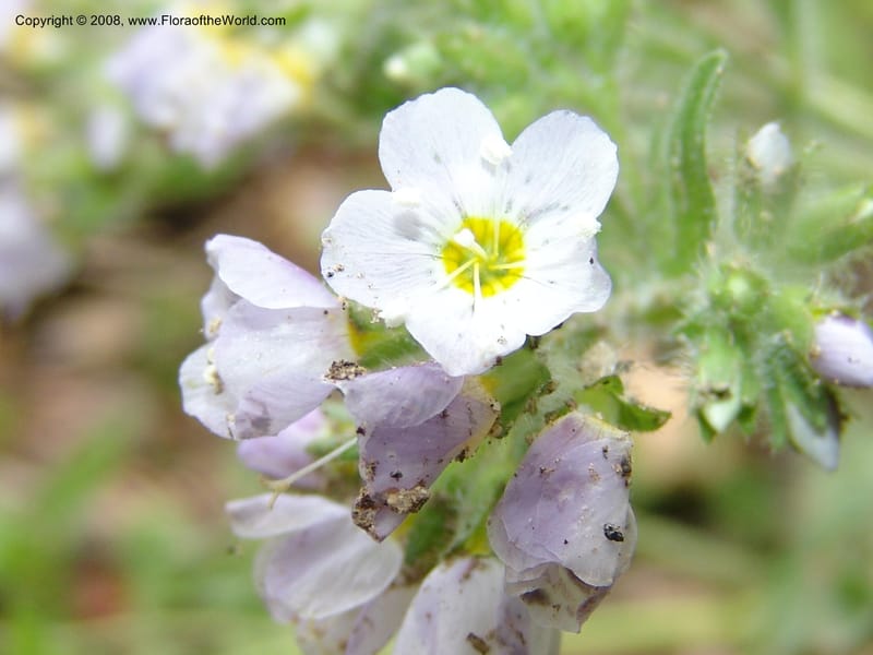 Polemonium pulcherrimum, CDavidson10944--ID. Adams Co. Brundage Mtn Rd. past ski lodge jct. 5 Jul 06. 046.jpg